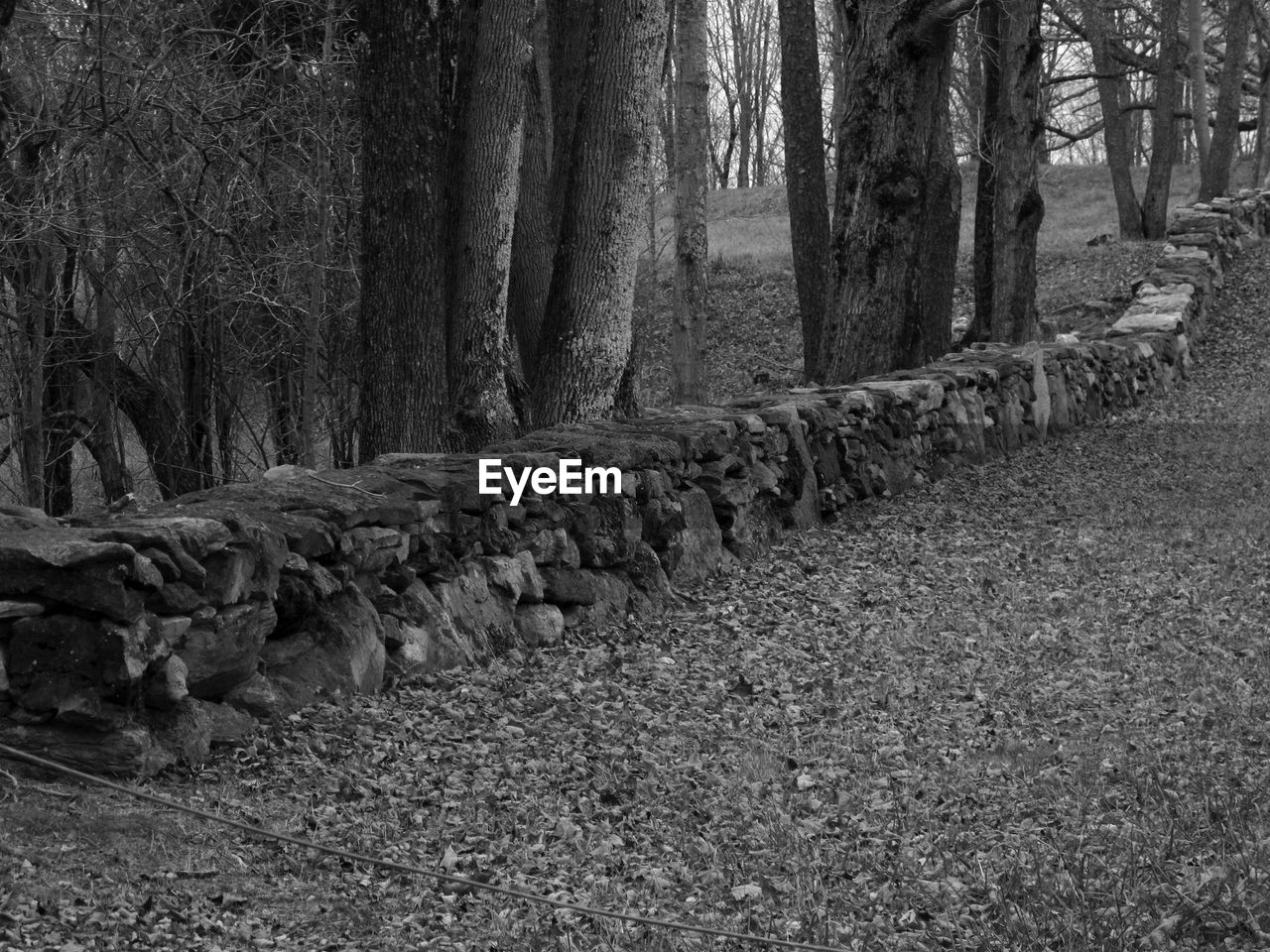 VIEW OF TREES IN FOREST