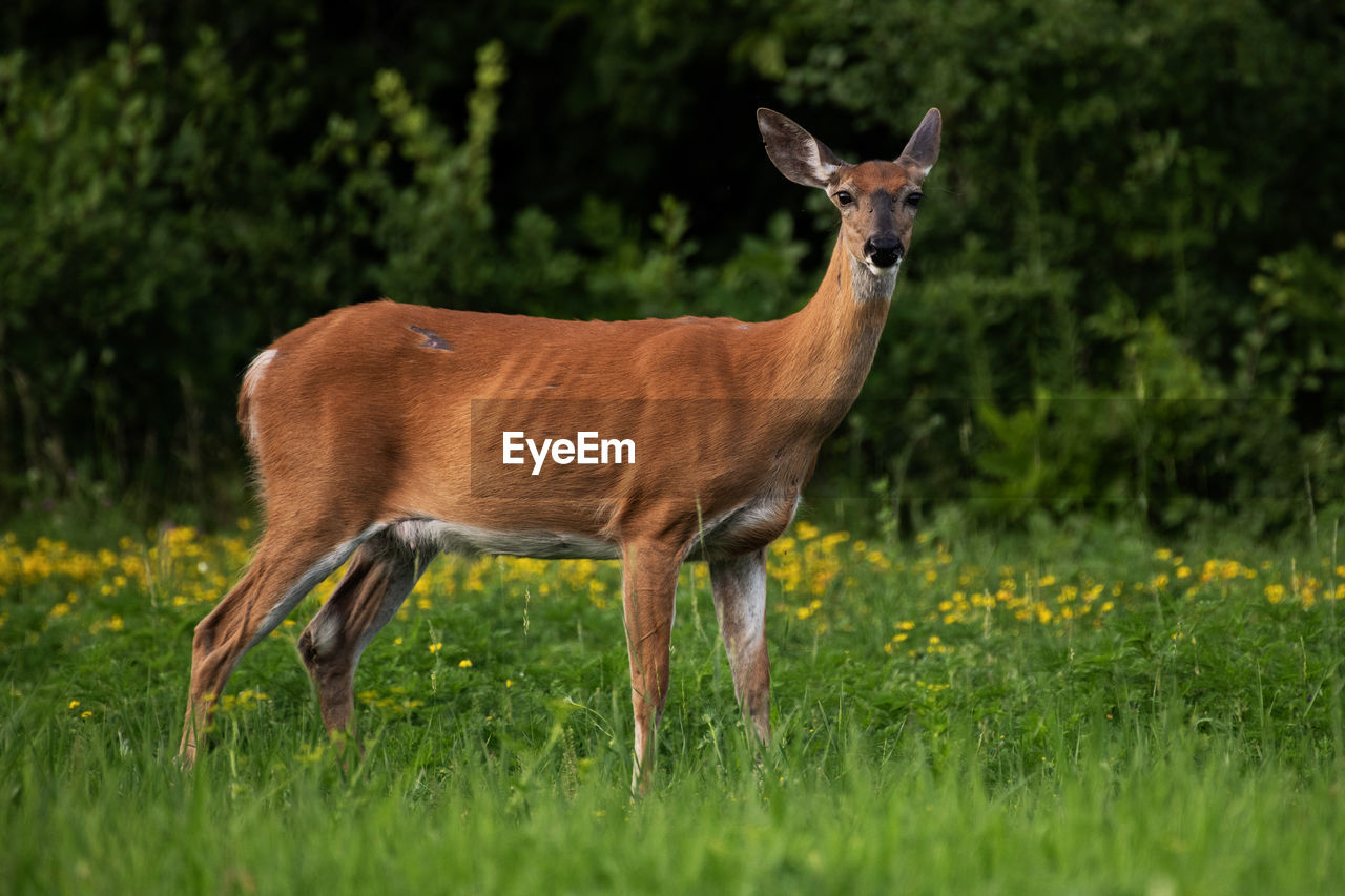 animal themes, animal, animal wildlife, wildlife, mammal, one animal, deer, plant, grassland, grass, nature, side view, standing, no people, prairie, full length, portrait, pasture, meadow, brown, impala, outdoors, domestic animals, antelope, land, field, looking at camera, green, grazing, day, herbivorous, beauty in nature, selective focus, young animal, landscape