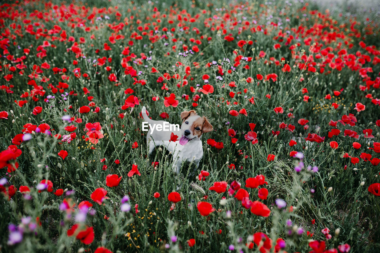 RED POPPIES ON FIELD