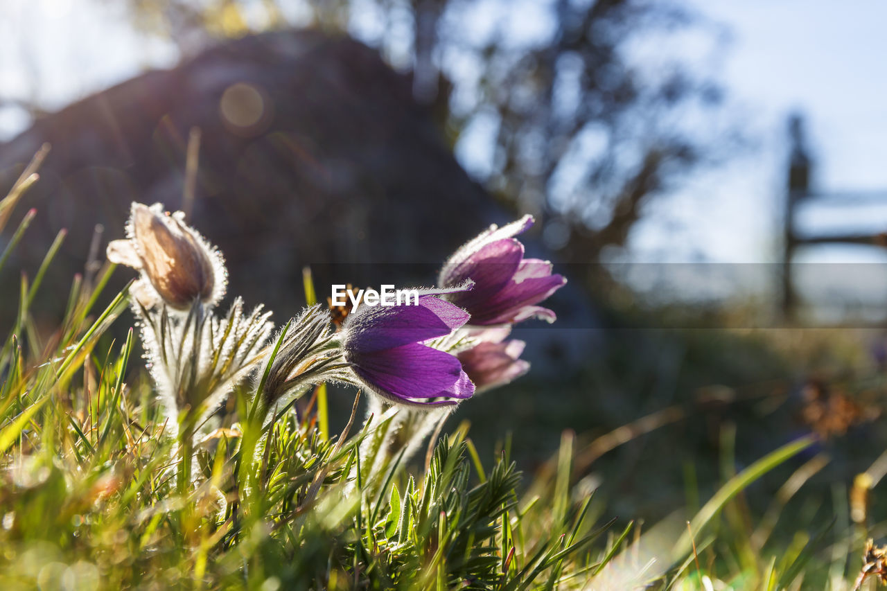 CLOSE-UP OF CROCUS IN FIELD