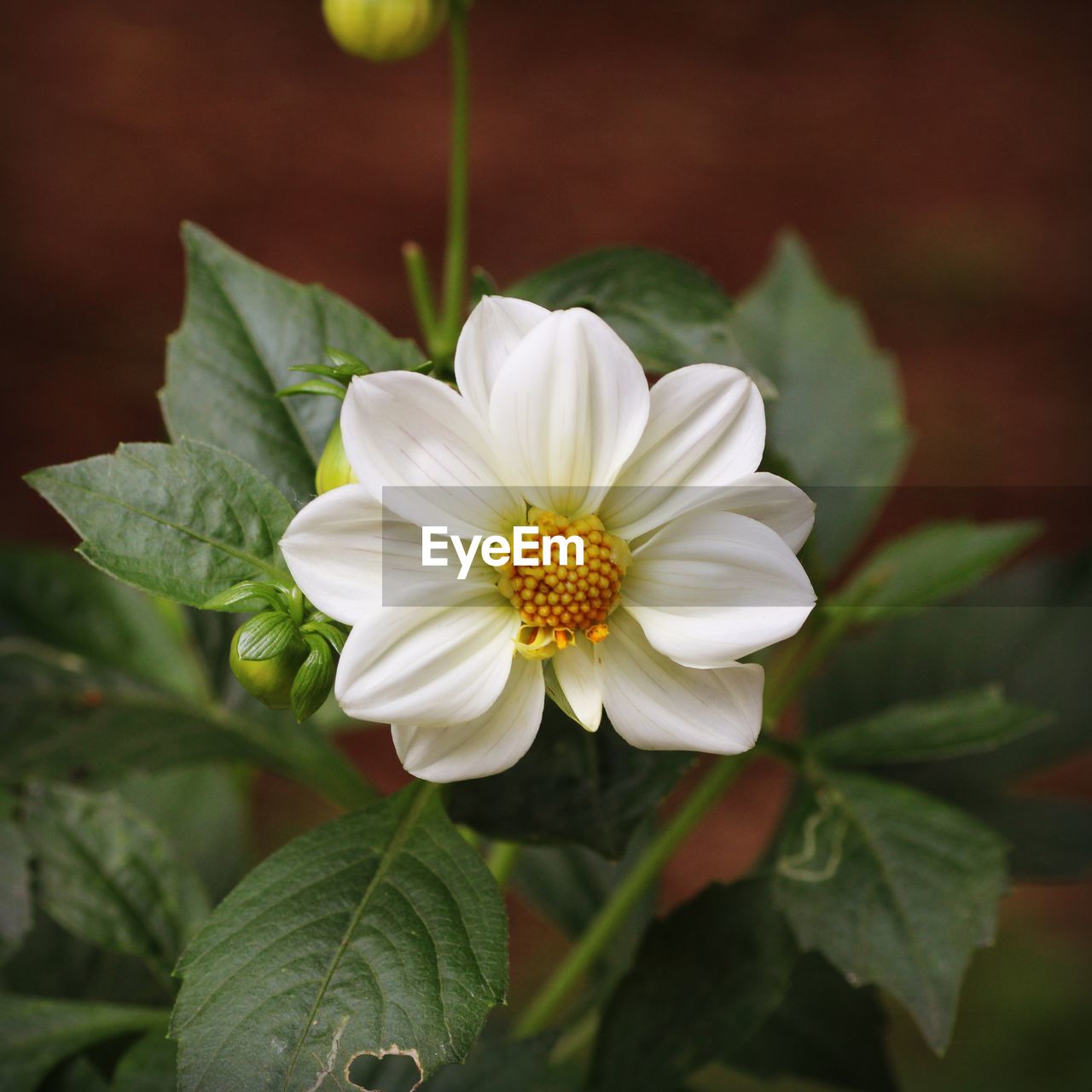 CLOSE-UP OF WHITE ROSE FLOWER