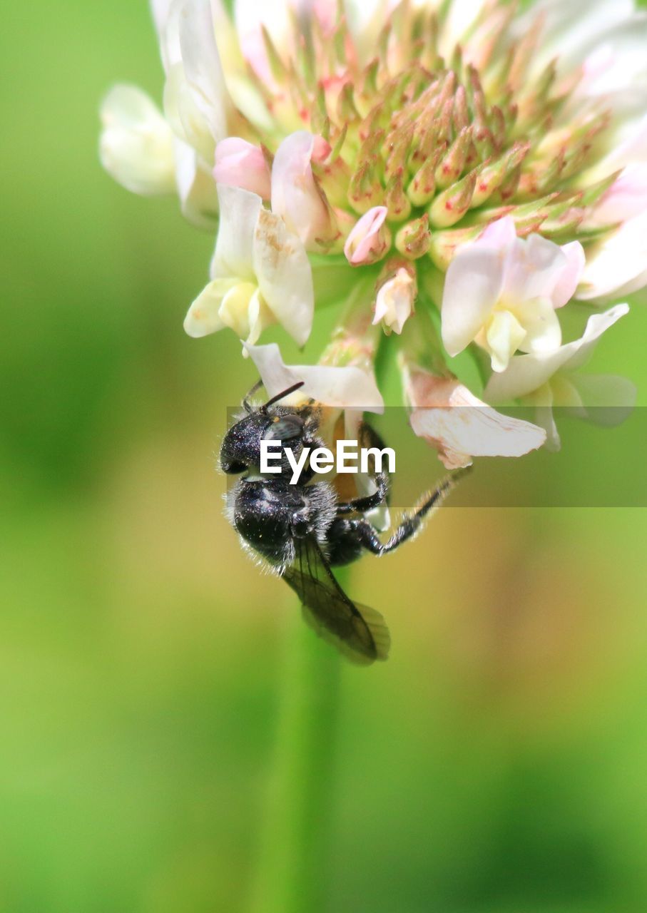 CLOSE-UP OF BEE ON FLOWERS