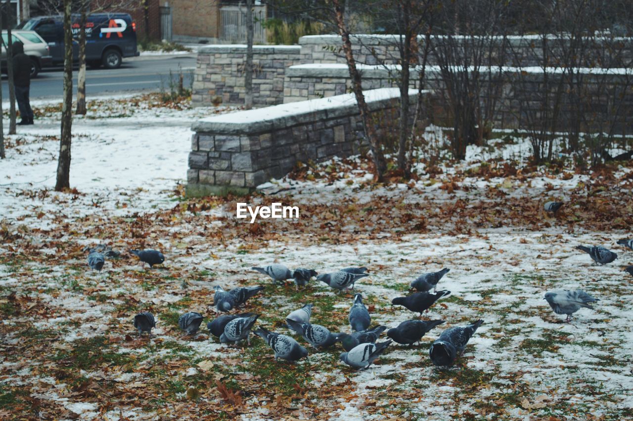 Pigeons at park during winter