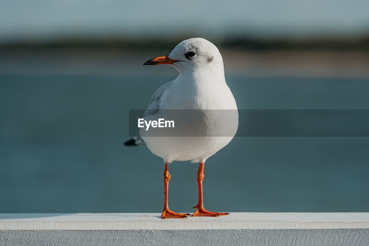 close-up of seagull perching