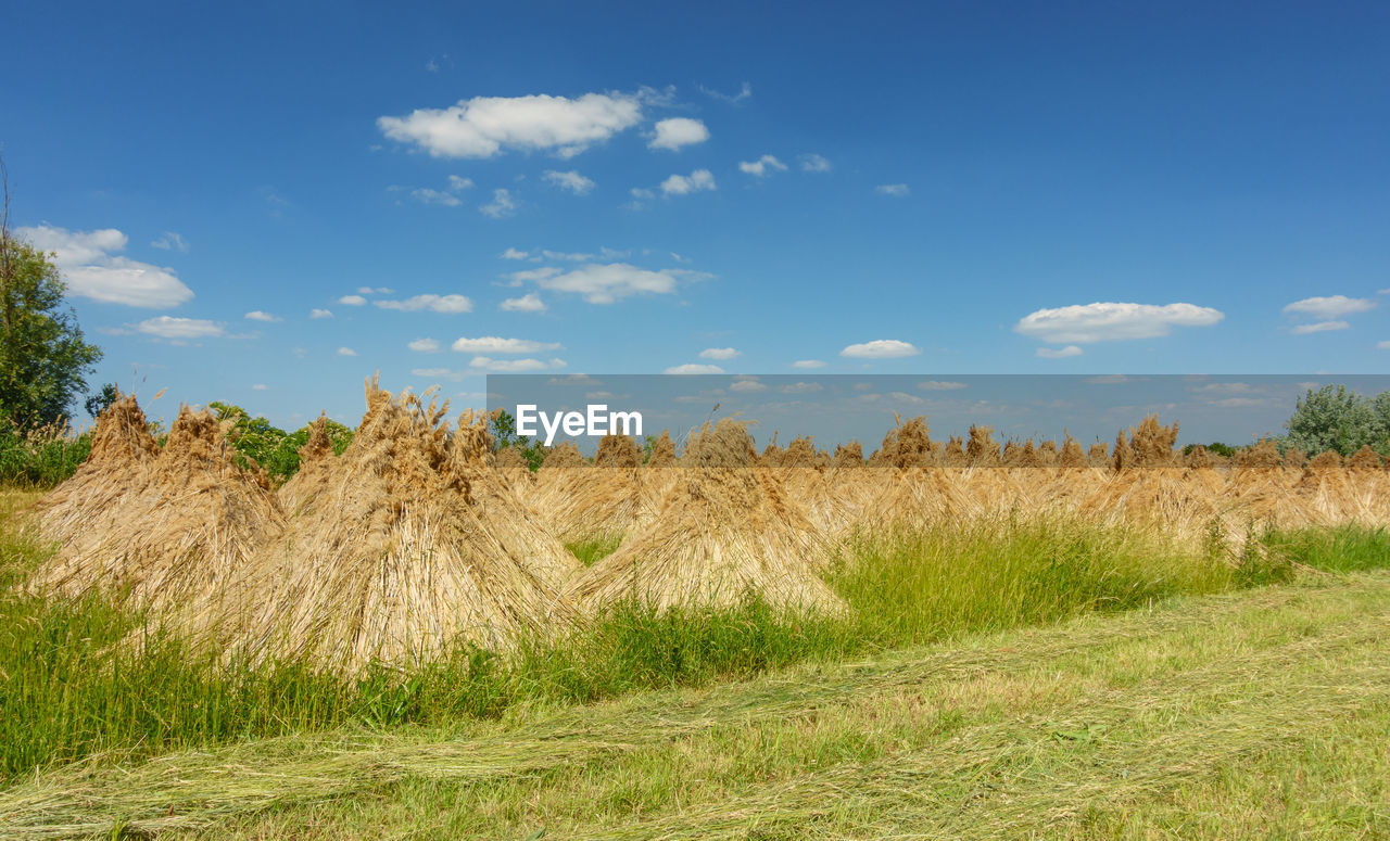 PLANTS GROWING ON LAND AGAINST SKY