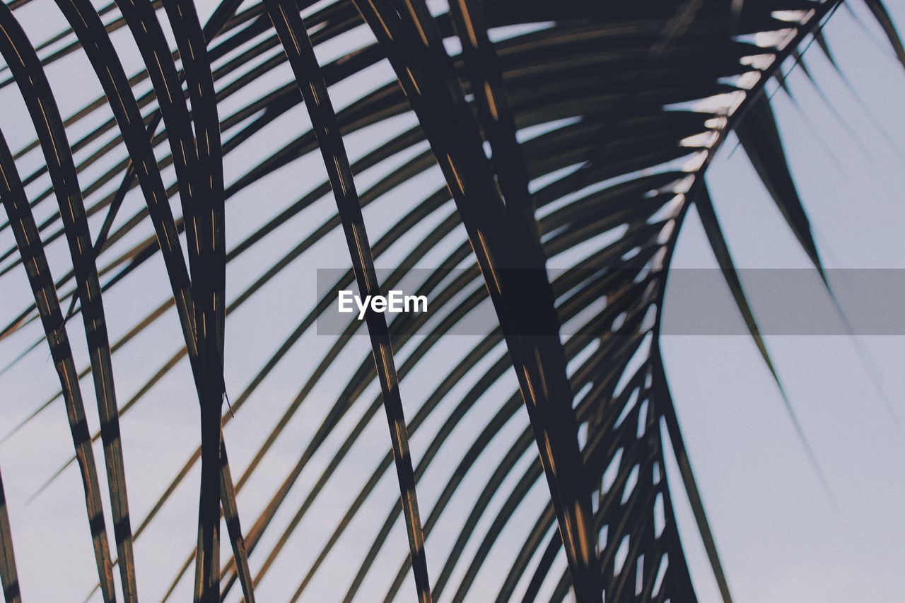 Low angle view of palm tree against sky