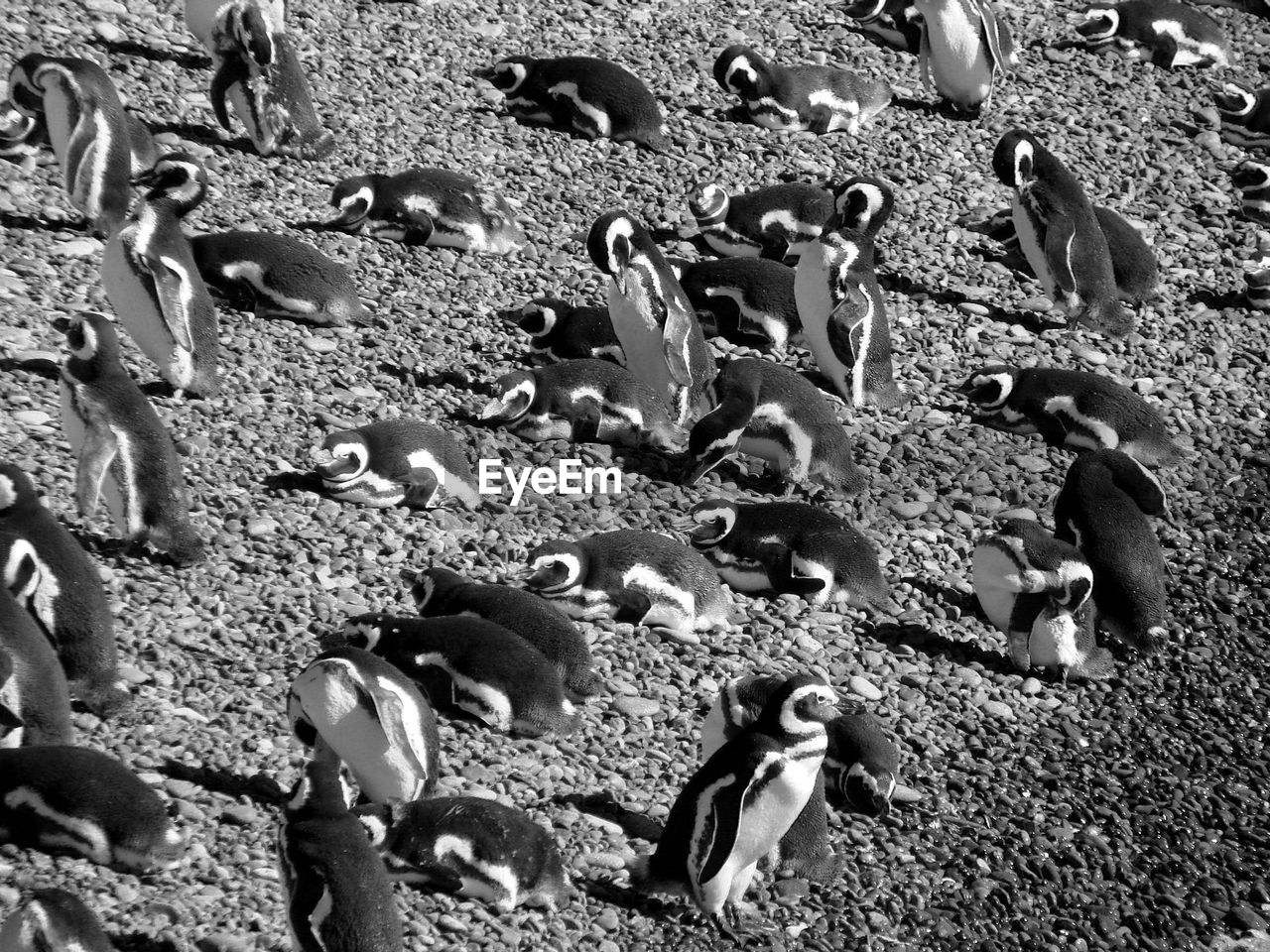 HIGH ANGLE VIEW OF PIGEONS ON SAND