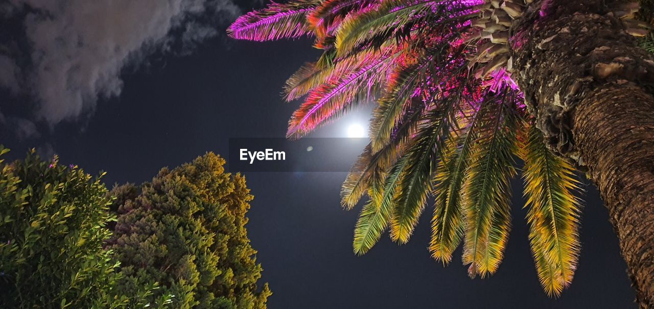 Low angle view of illuminated trees against sky at night