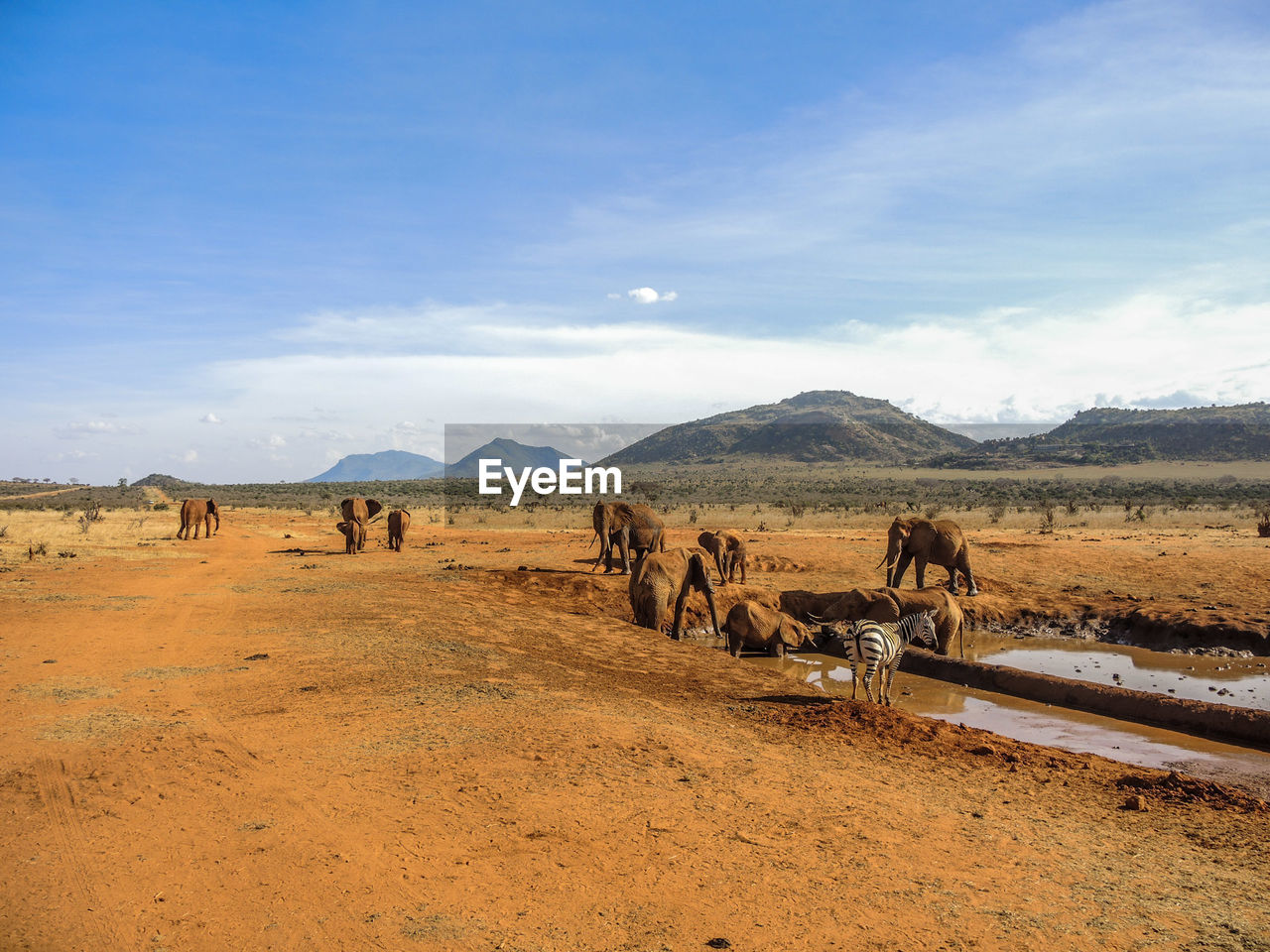 SCENIC VIEW OF ELEPHANT ON MOUNTAIN AGAINST SKY