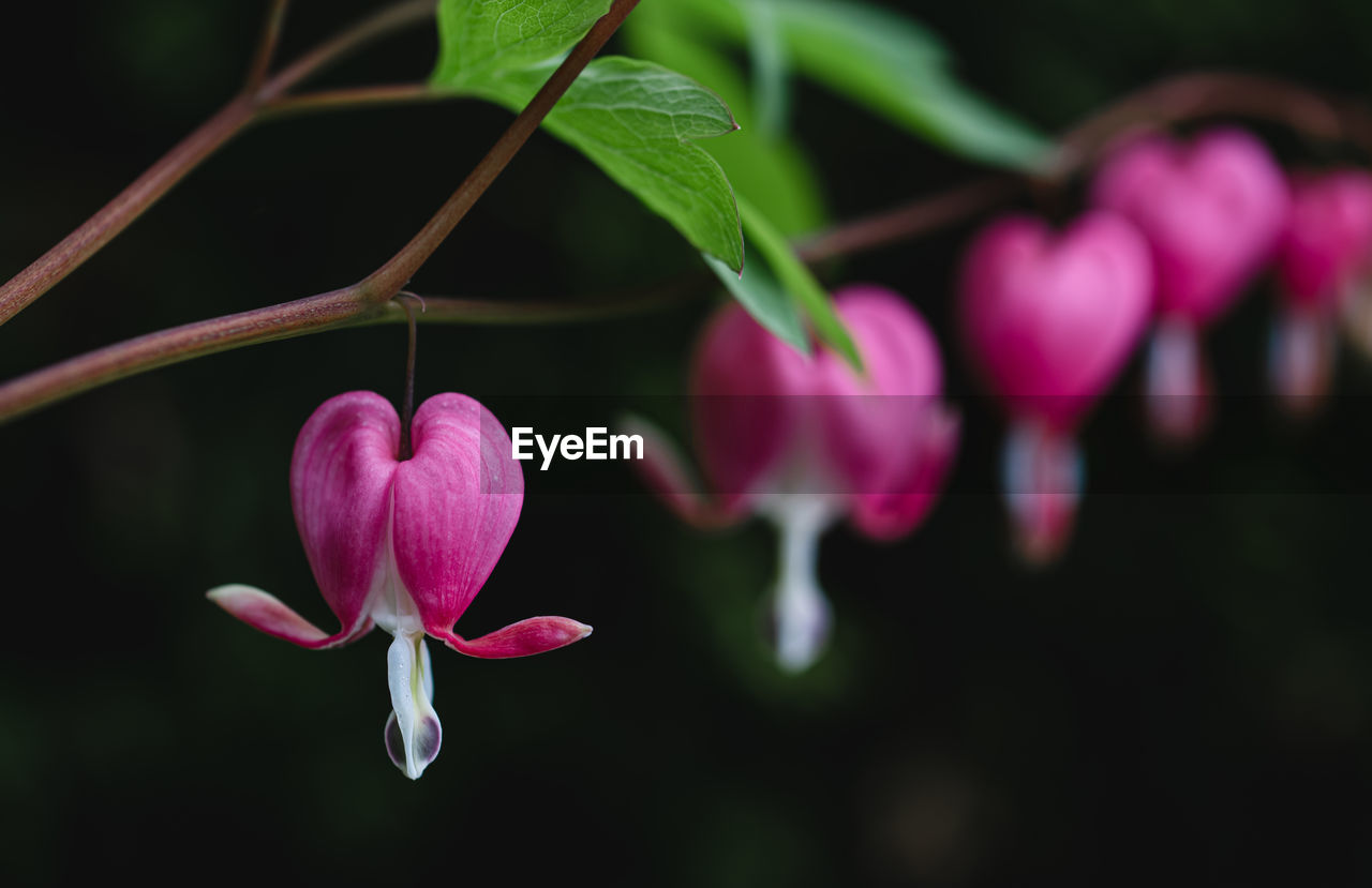 Close up of pink and white bleeding heart flowers in bloom.