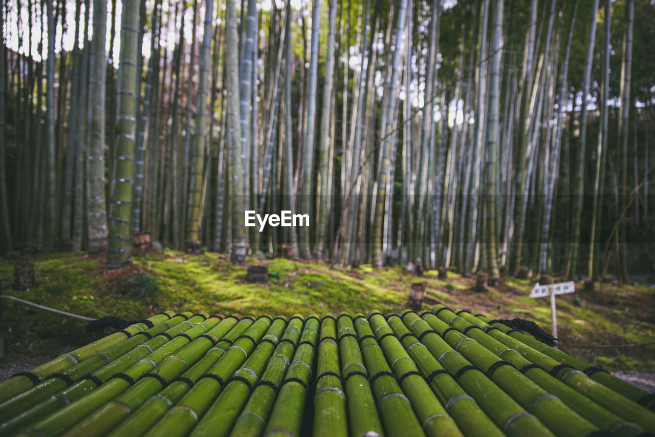 Enko-ji at kyoto, japan