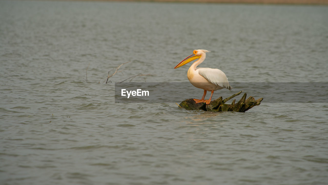 Pelican frightened by boat in danube delta