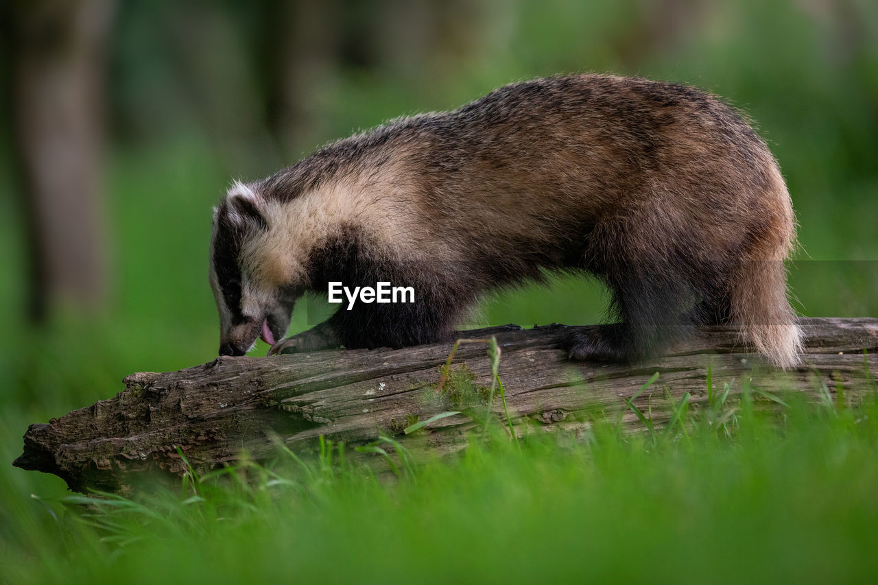 SIDE VIEW OF AN ANIMAL ON GRASS