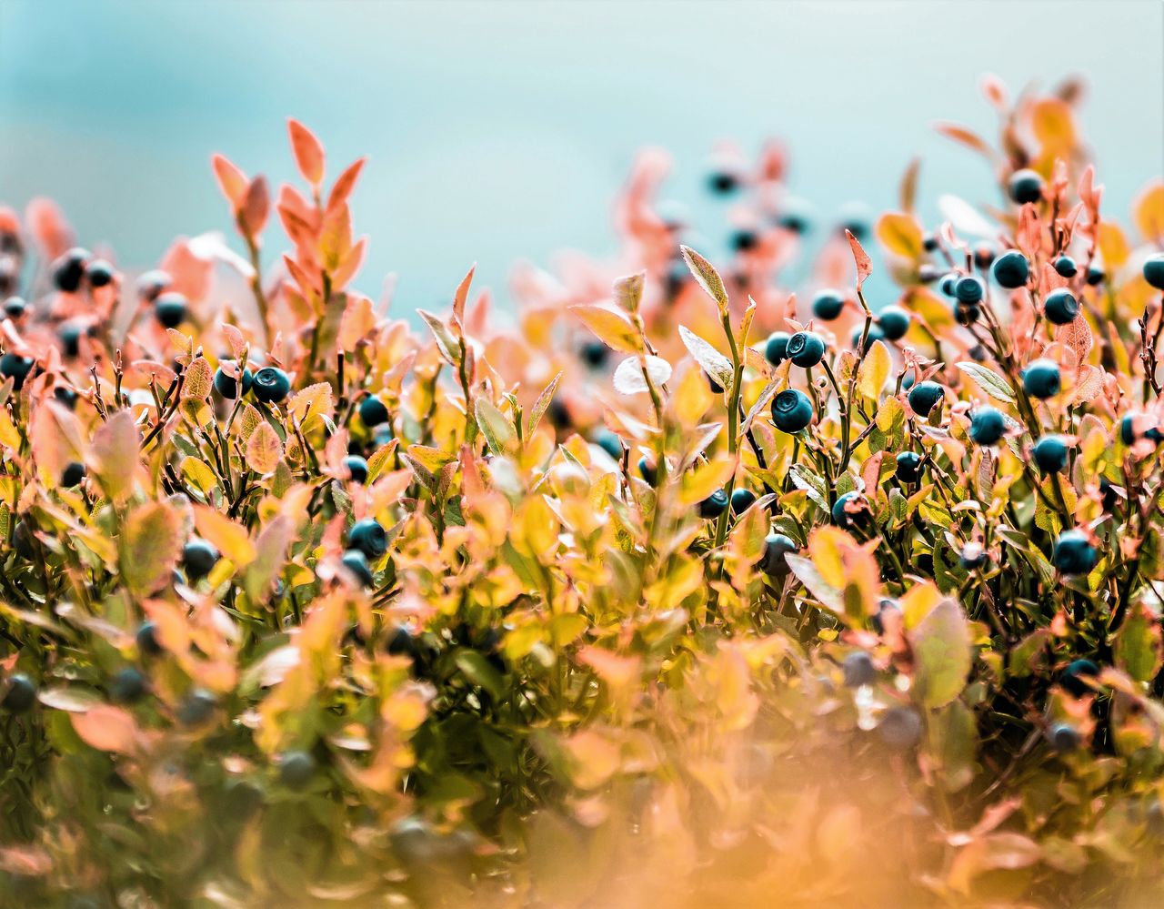 Close-up of beautiful flower