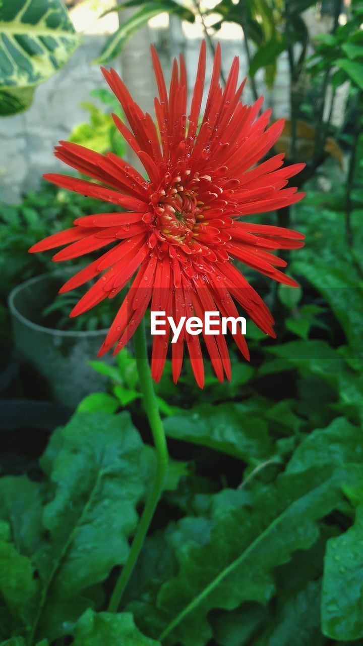 Close-up of red daisy blooming outdoors