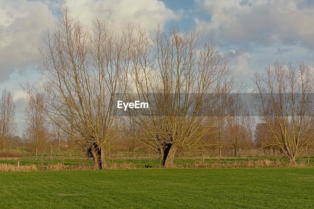 BARE TREES ON FIELD