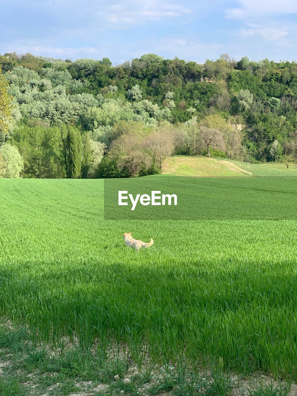 SCENIC VIEW OF LAND AGAINST SKY