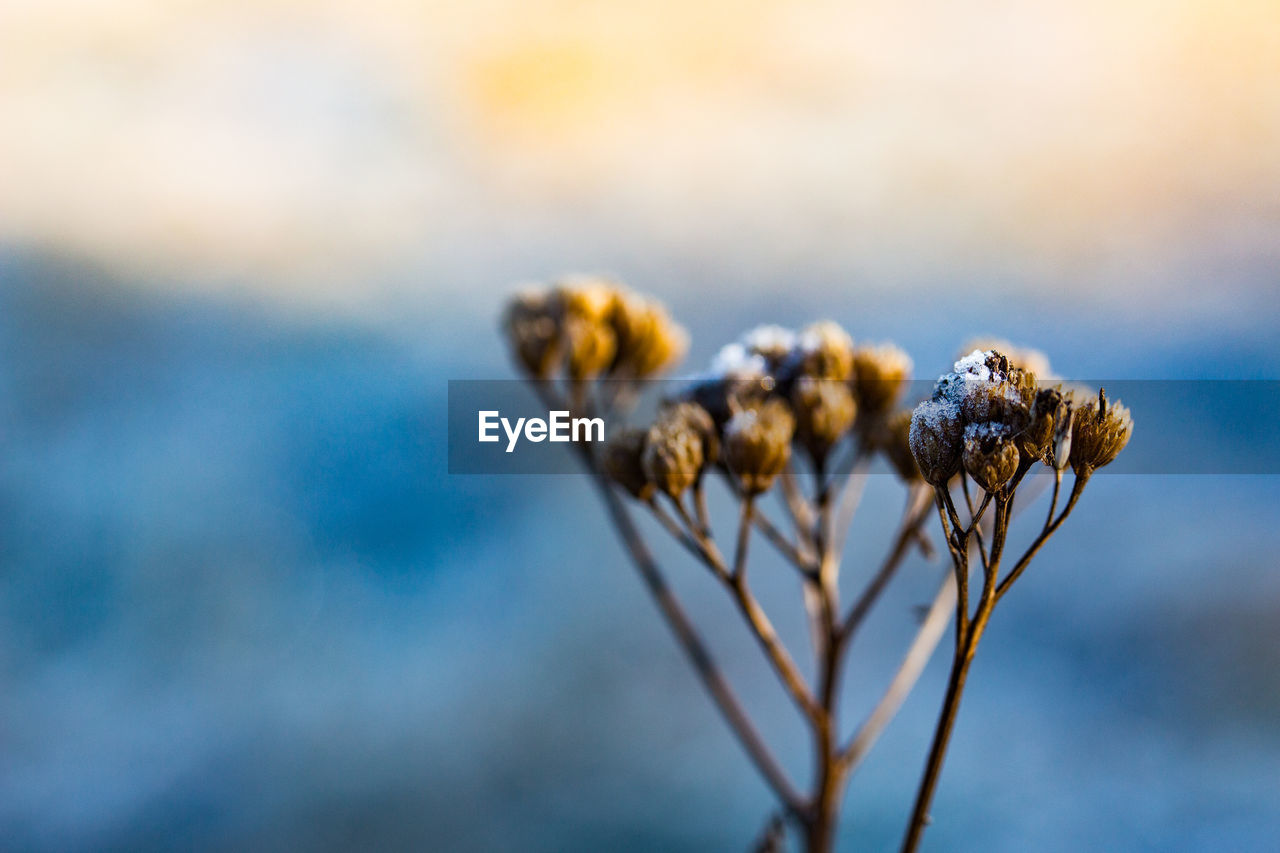 Close-up of frozen cotton plant