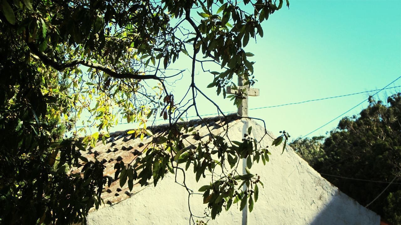 Low angle view of tree and church against clear sky