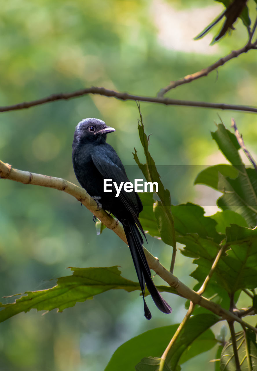 BIRD PERCHING ON TREE