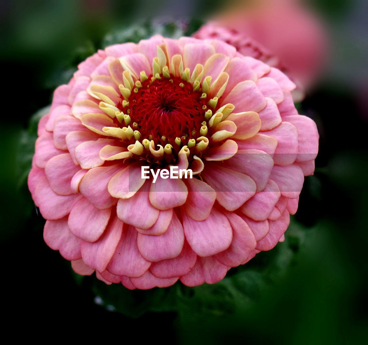 CLOSE-UP OF PINK FLOWERS BLOOMING