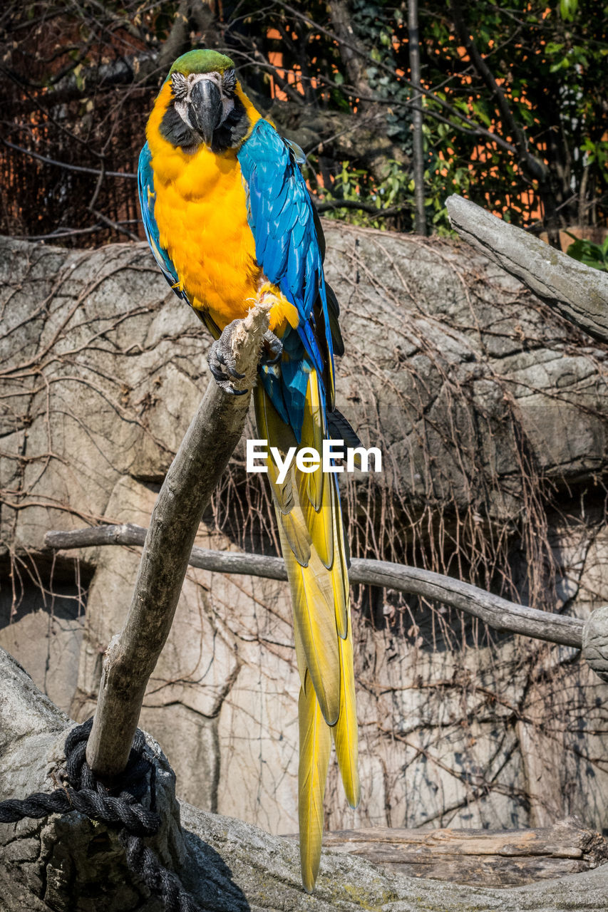 BIRD PERCHING ON A BRANCH