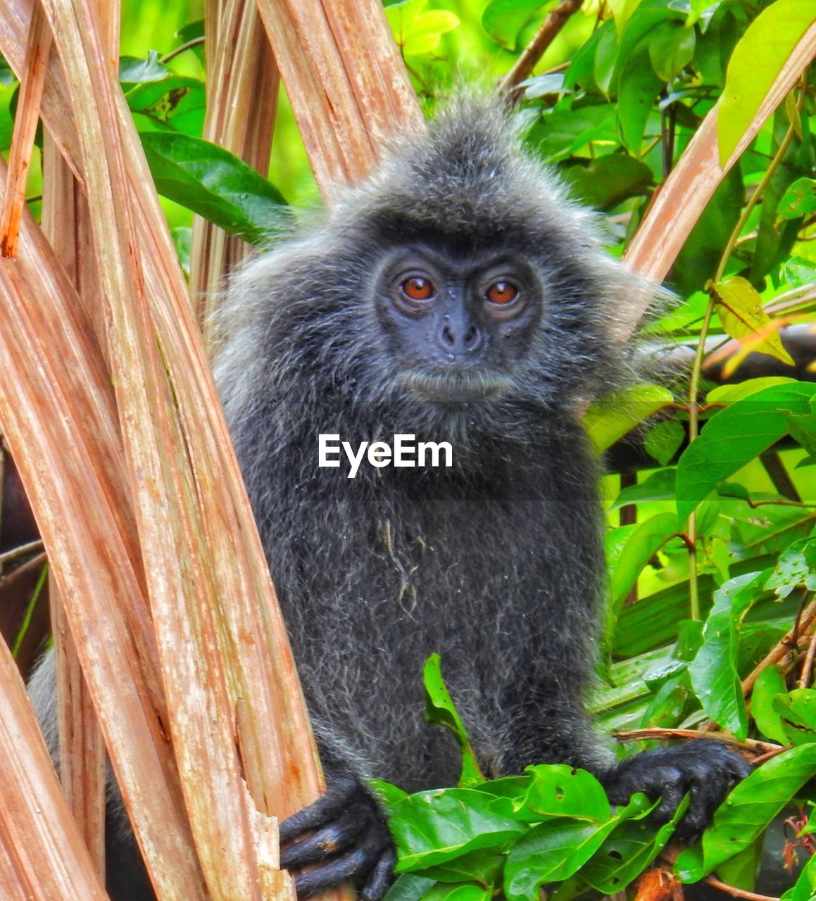 PORTRAIT OF MONKEY SITTING OUTDOORS