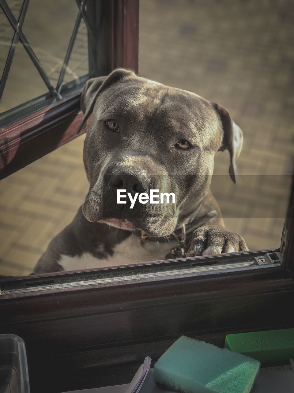 CLOSE-UP PORTRAIT OF DOG LOOKING AT CAMERA