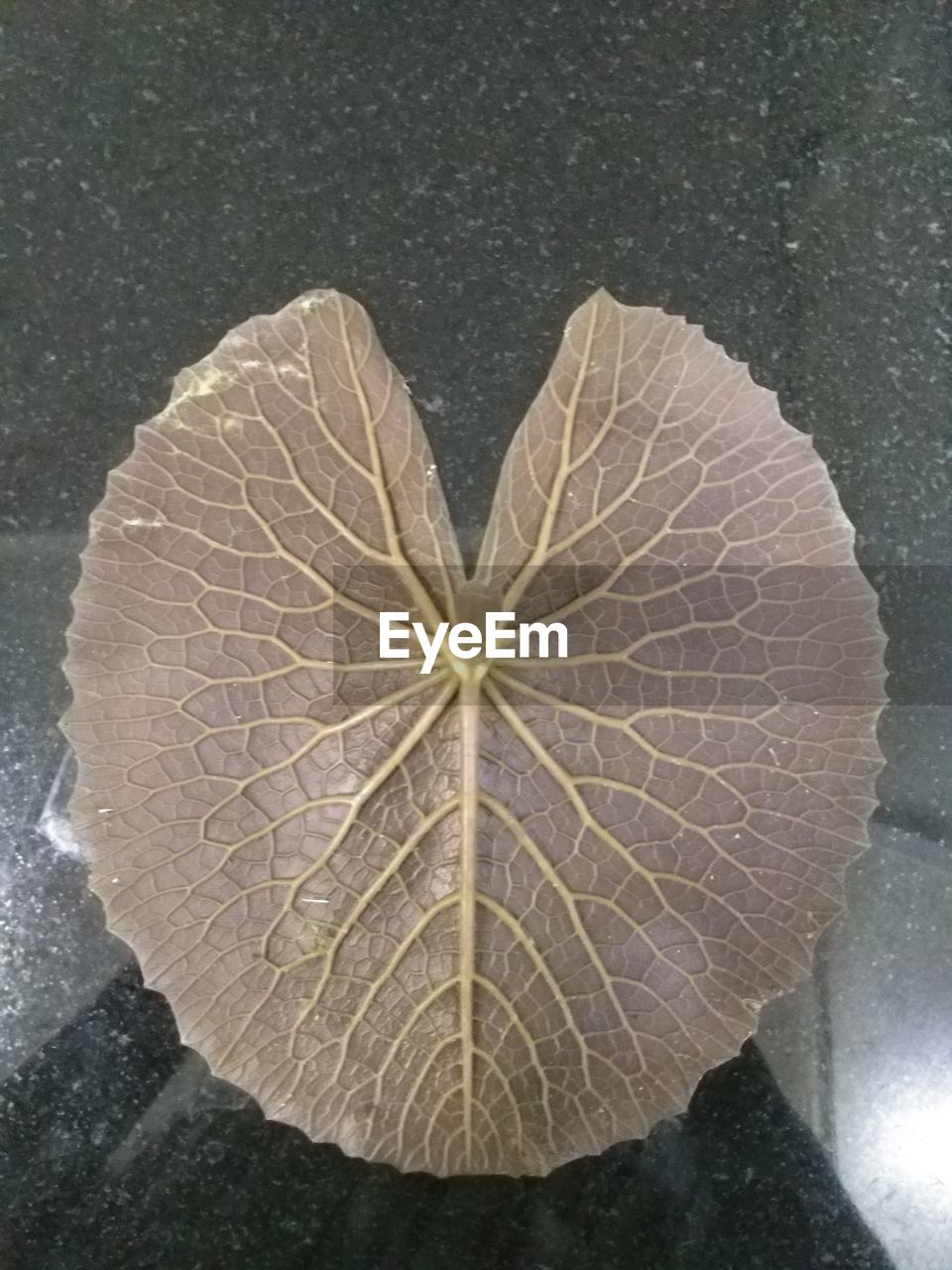 leaf, nature, no people, close-up, water, high angle view, outdoors, directly above, textured, pattern, plant part, beauty in nature