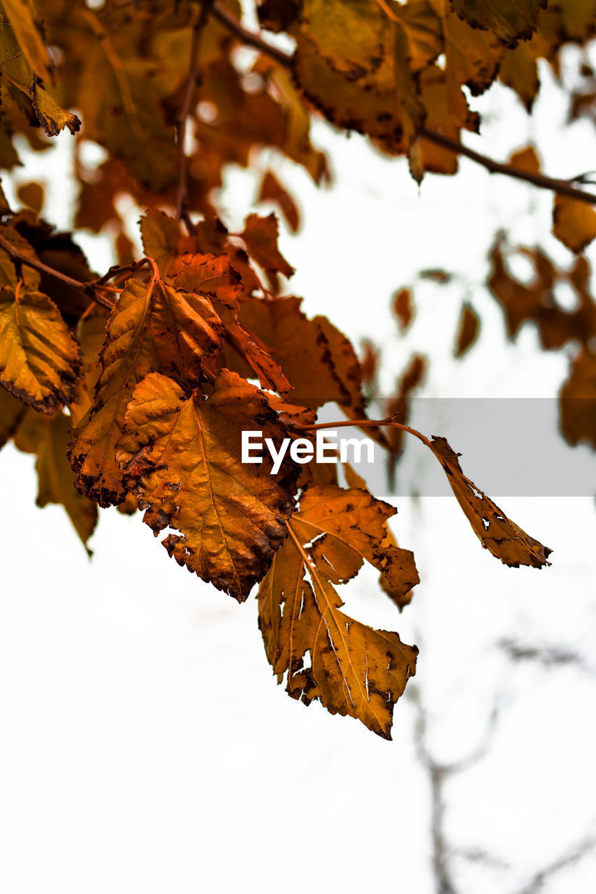 leaf, plant part, tree, autumn, nature, branch, plant, beauty in nature, no people, maple leaf, close-up, dry, outdoors, focus on foreground, day, tranquility, twig, fragility, brown, maple tree, sunlight, sky, environment, orange color, land