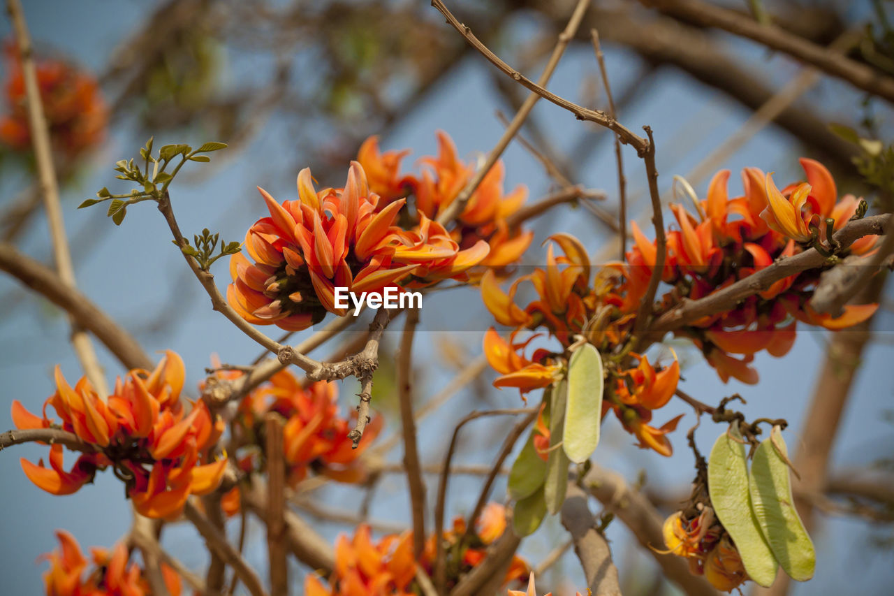 CLOSE-UP OF ORANGE FLOWERS ON BRANCH AGAINST YELLOW FLOWERING PLANTS