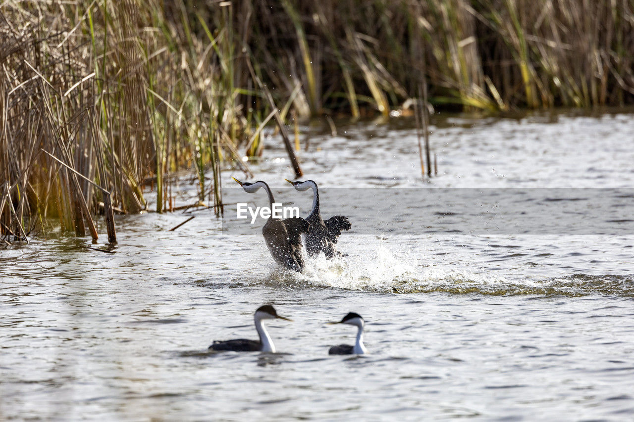 Grebes swimming in lake