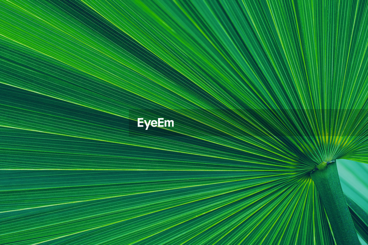 Closeup nature view of palm leaves background, dark tone concept.
