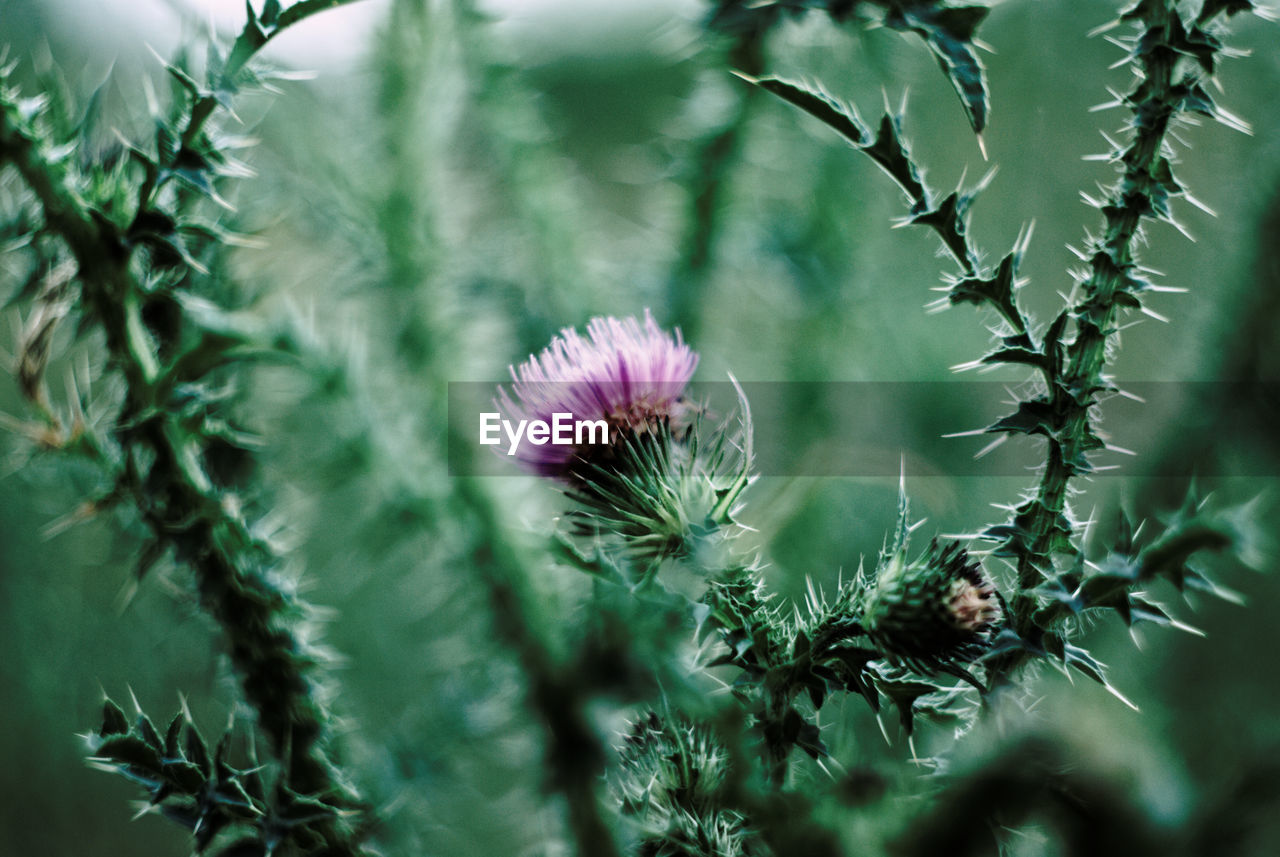 Close-up of thistle blooming outdoors