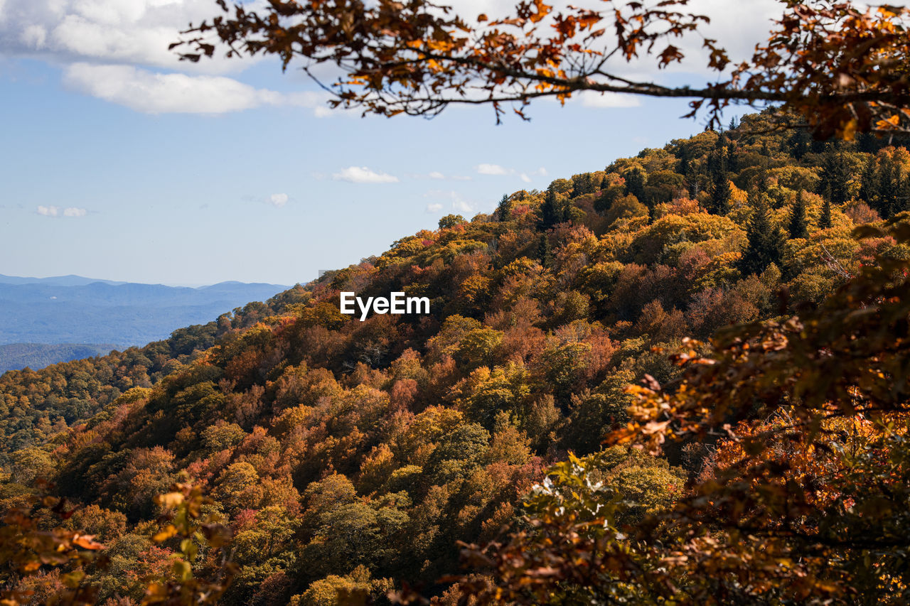 tree, nature, autumn, leaf, plant, beauty in nature, sky, scenics - nature, mountain, landscape, environment, land, tranquility, no people, forest, tranquil scene, wilderness, cloud, outdoors, non-urban scene, morning, flower, day, travel destinations, growth, plant part, travel, mountain range, pinaceae, coniferous tree, idyllic, tourism