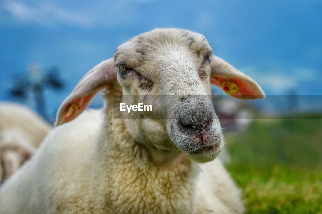 CLOSE-UP OF A SHEEP ON THE FIELD