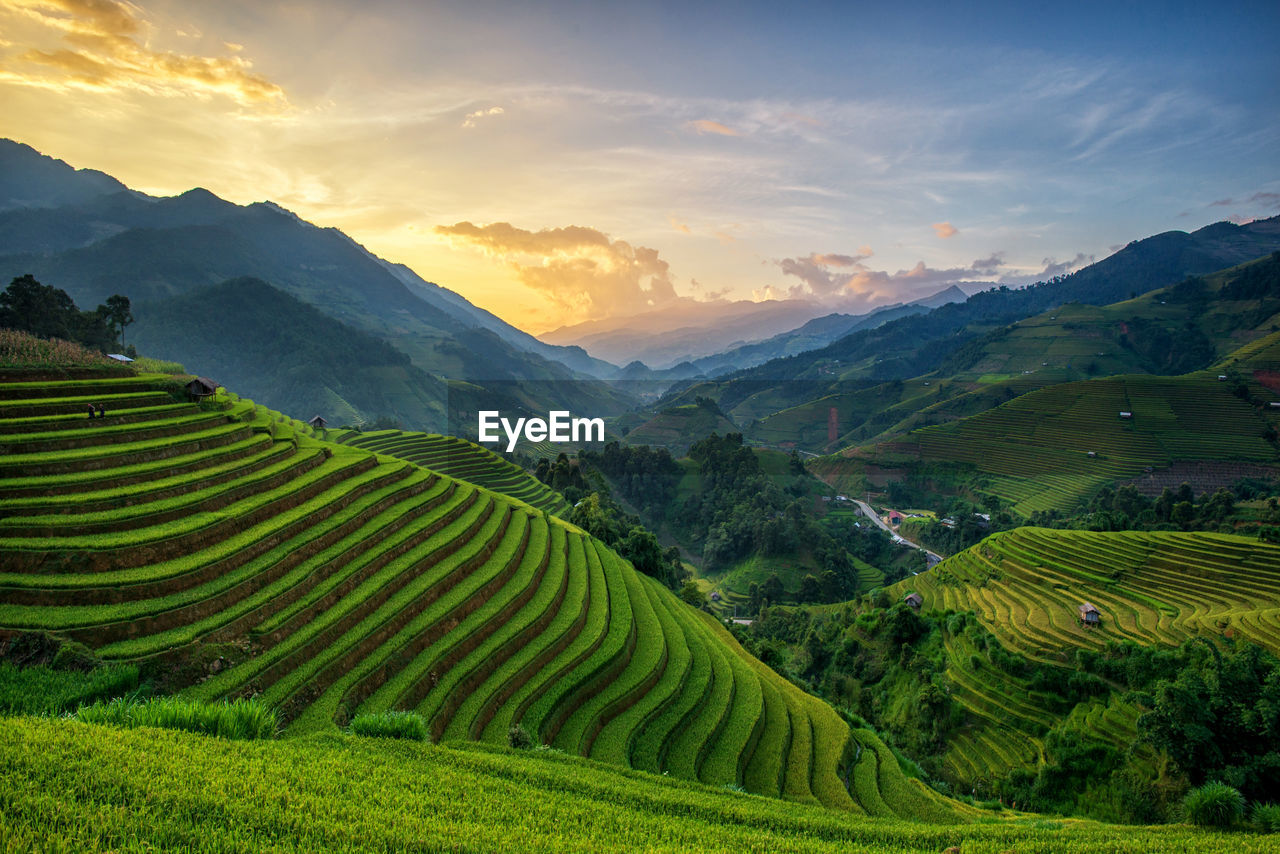 Scenic view of rice field against sky