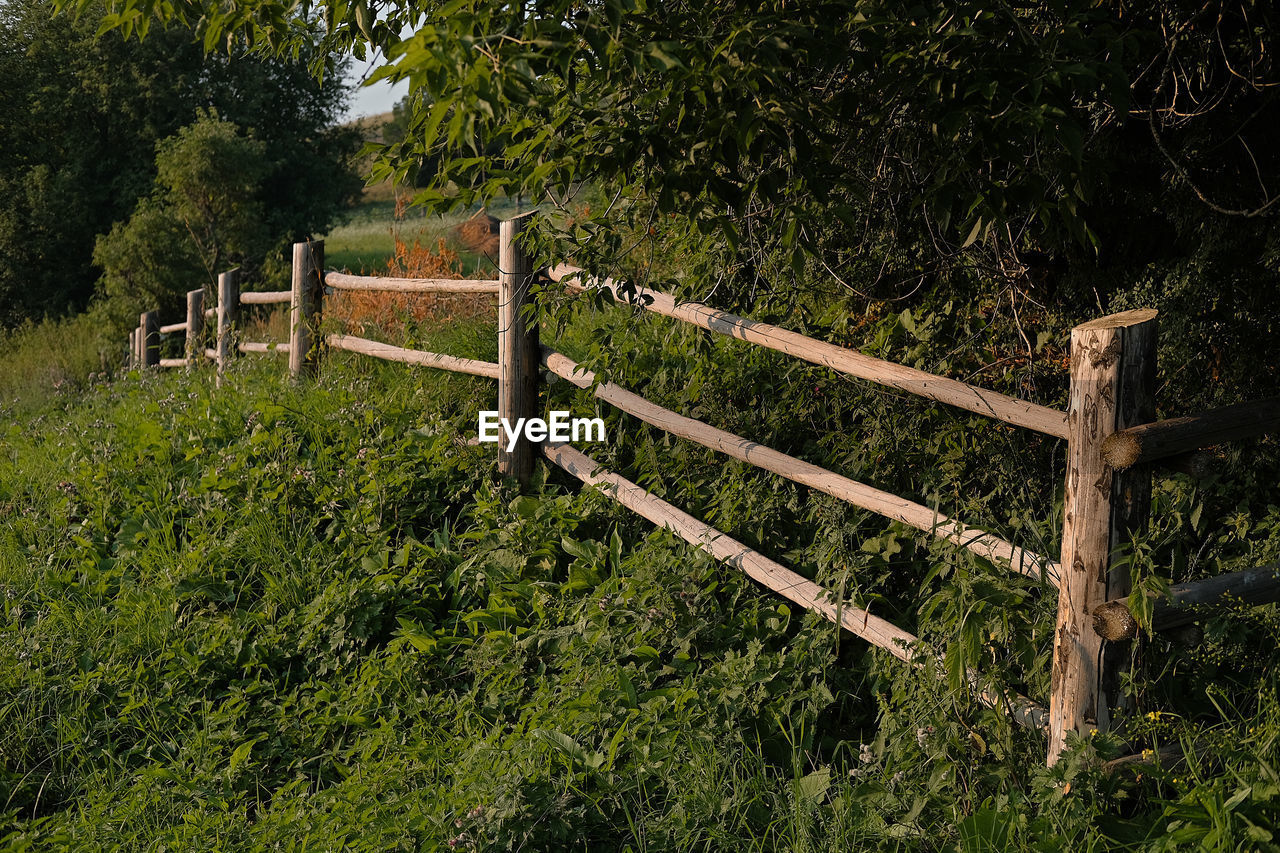 Fence on field by trees in forest