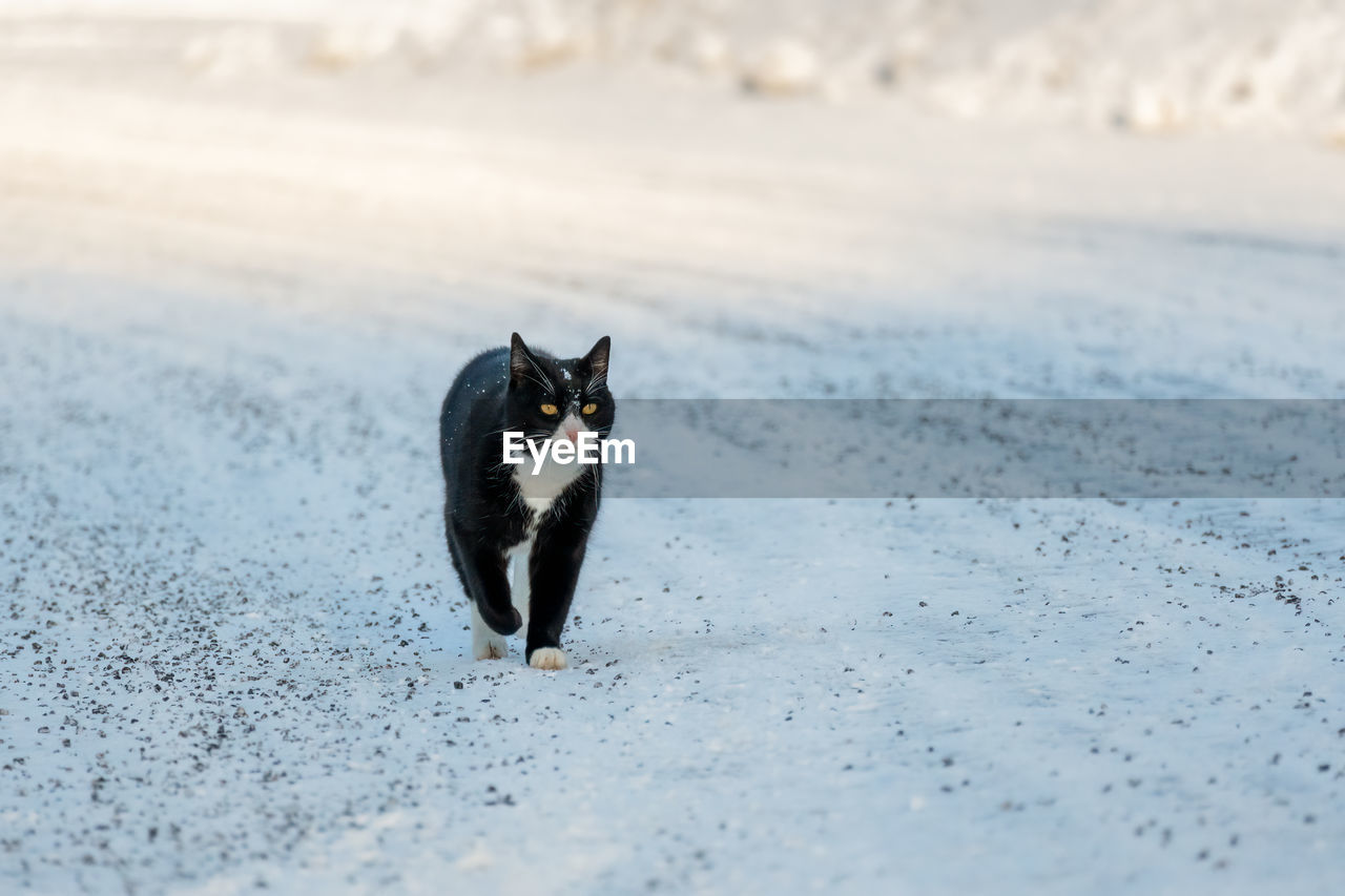 Black and white cat on snowy road