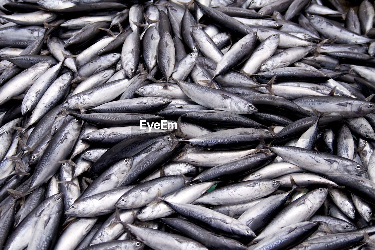 CLOSE-UP OF FISH FOR SALE IN MARKET