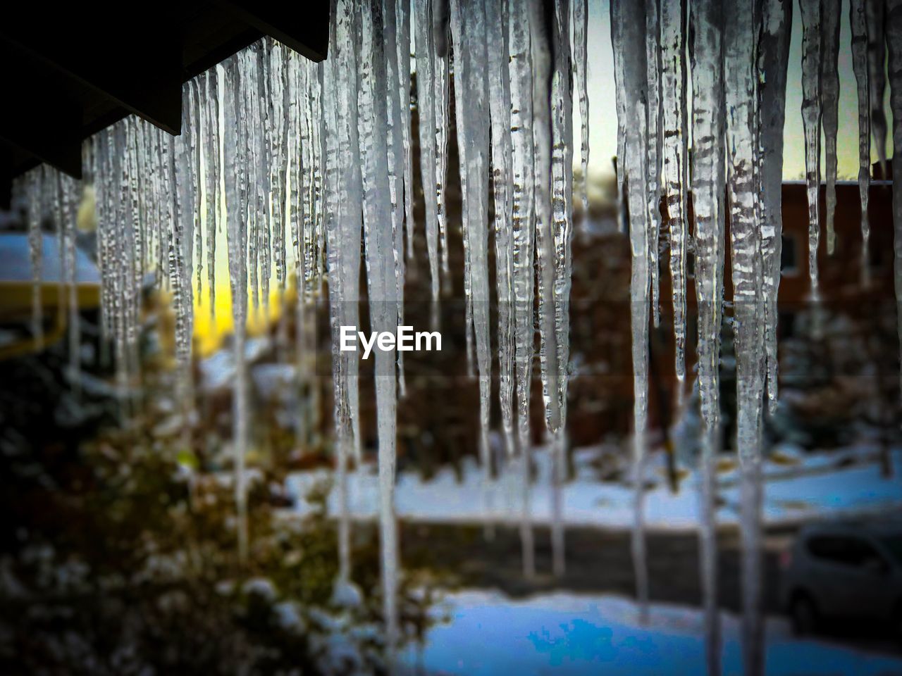 CLOSE-UP OF WATER DROPS ON TREES