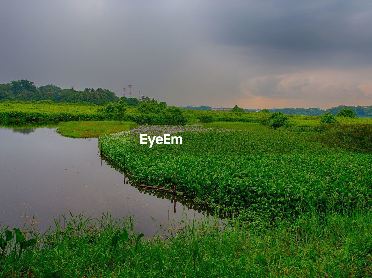 SCENIC VIEW OF AGRICULTURAL FIELD