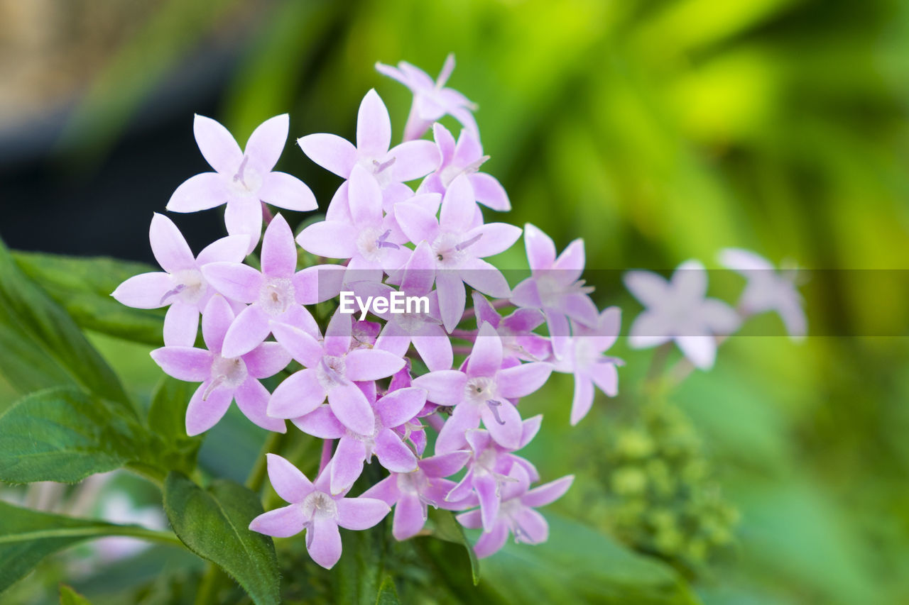 Close-up of purple flowering plant