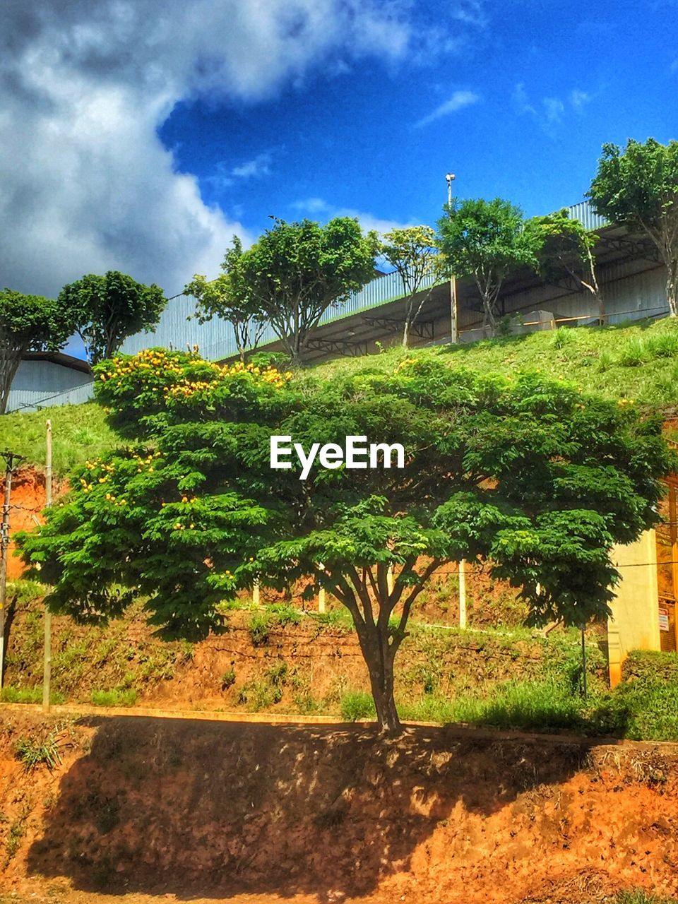 TREES AND PLANTS GROWING AGAINST SKY