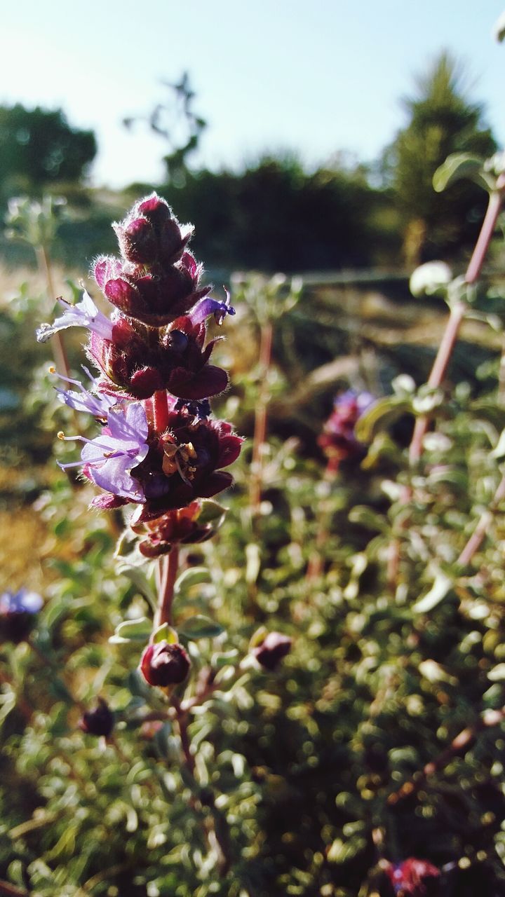 CLOSE-UP OF BUMBLEBEE ON FLOWERS