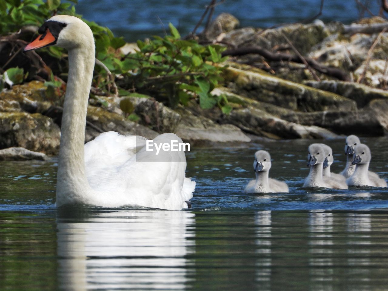 SWAN FLOATING ON WATER