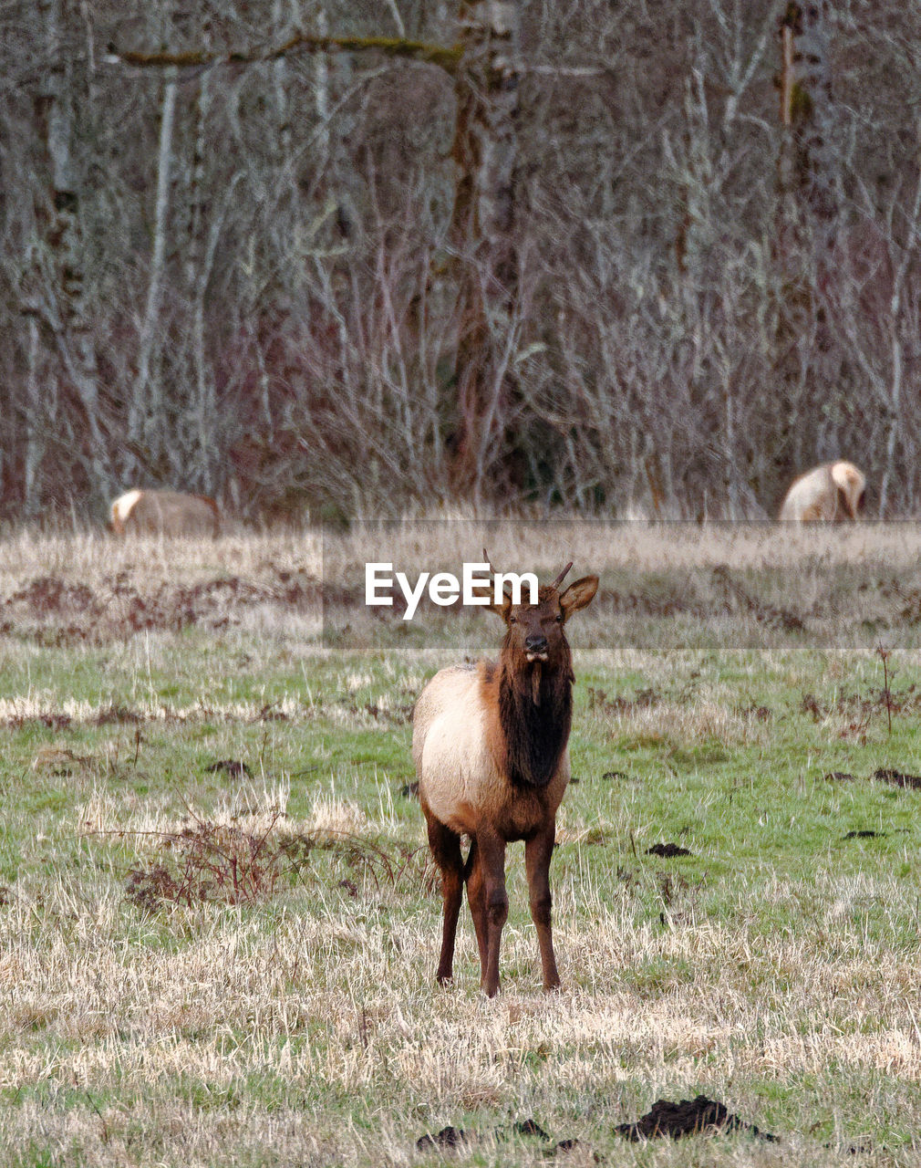 PORTRAIT OF HORSE IN FOREST