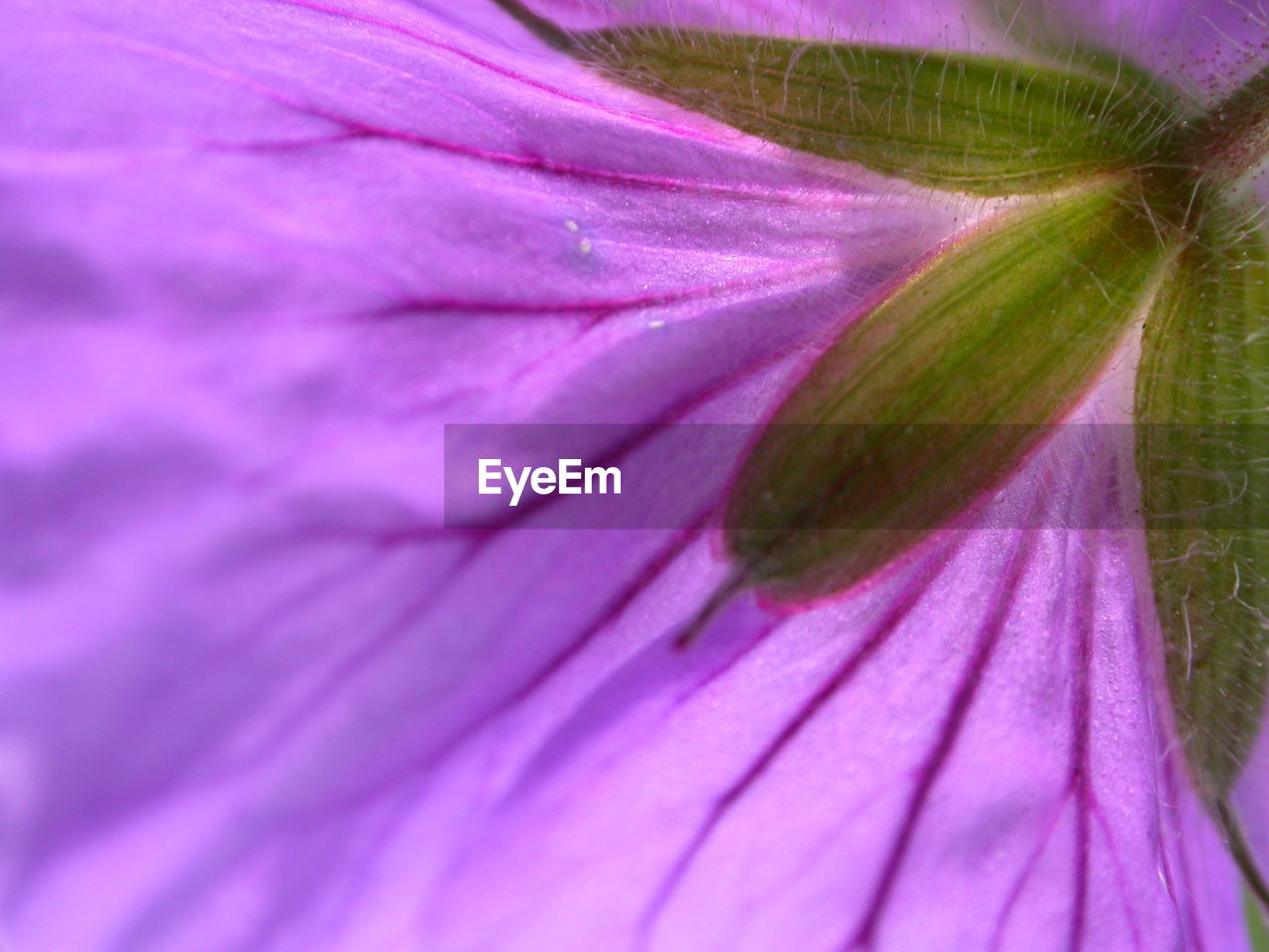 Macro shot of pink flower