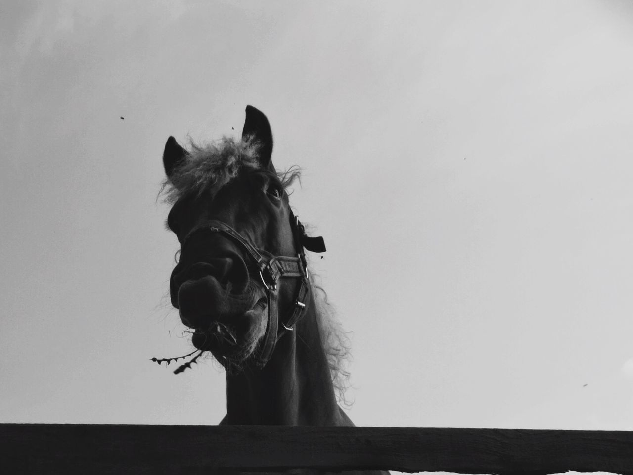 Low angle view of horse against sky