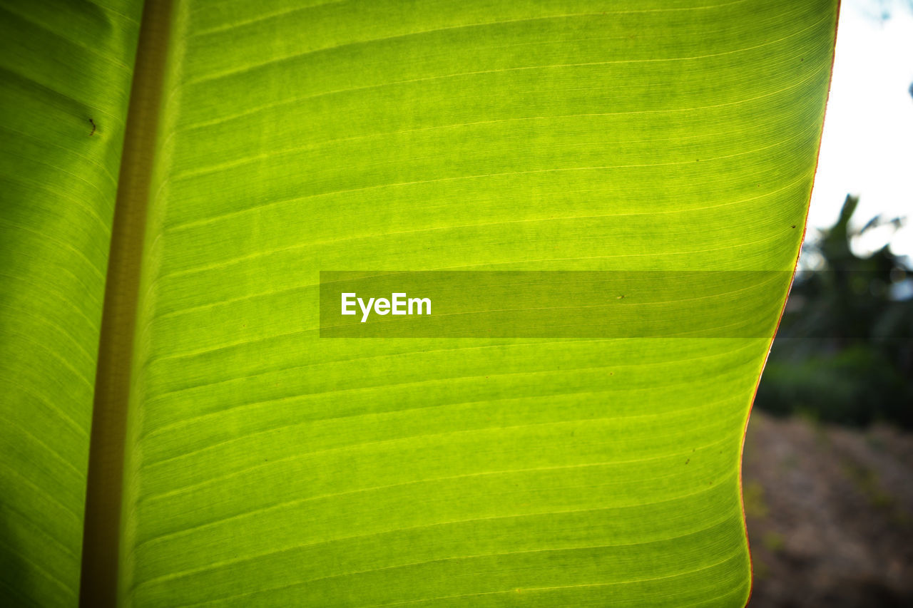 CLOSE-UP OF GREEN LEAF